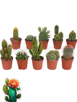 Beija-flores Cactus Et Plantes Grasses | - Cactus mélange de 10 pots h-7/15cm