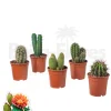 Beija-flores Cactus Et Plantes Grasses | - Cactus mélange de 5 pots h-7/15cm