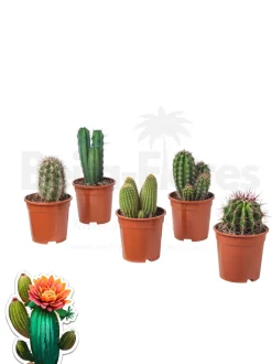 Beija-flores Cactus Et Plantes Grasses | - Cactus mélange de 5 pots h-7/15cm