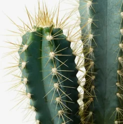 Beija-flores Cactus Et Plantes Grasses | - Cactus mélange de 5 pots h-7/15cm