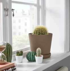 Beija-flores Cactus Et Plantes Grasses | - Cactus mélange de 5 pots h-7/15cm
