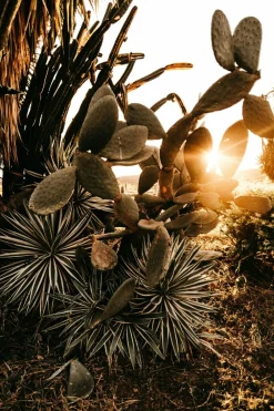 Beija-flores Cactus Et Plantes Grasses | - Cactus mélange de 5 pots h-7/15cm