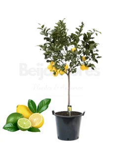 Beija-flores Fruitiers Et Agrumes | - Citronnier 4 saison large h-70/110 cm