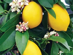 Beija-flores Fruitiers Et Agrumes | - Citronnier 4 saison large h-70/110 cm