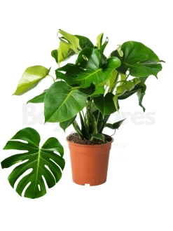 Beija-flores - Monstera deliciosa h-55/70cm Hot