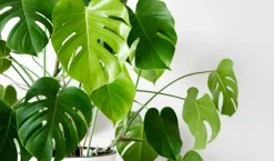 Beija-flores - Monstera deliciosa h-55/70cm Hot