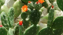 Beija-flores Cactus Et Plantes Grasses | - Opuntia figuier de barbarie h-40/60 cm