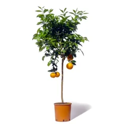Beija-flores - Oranger new hall large h-70/110 cm Online