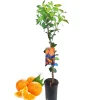 Beija-flores Fruitiers Et Agrumes | - Oranger new hall medium h-60/100 cm