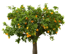 Beija-flores Fruitiers Et Agrumes | - Oranger new hall medium h-60/100 cm