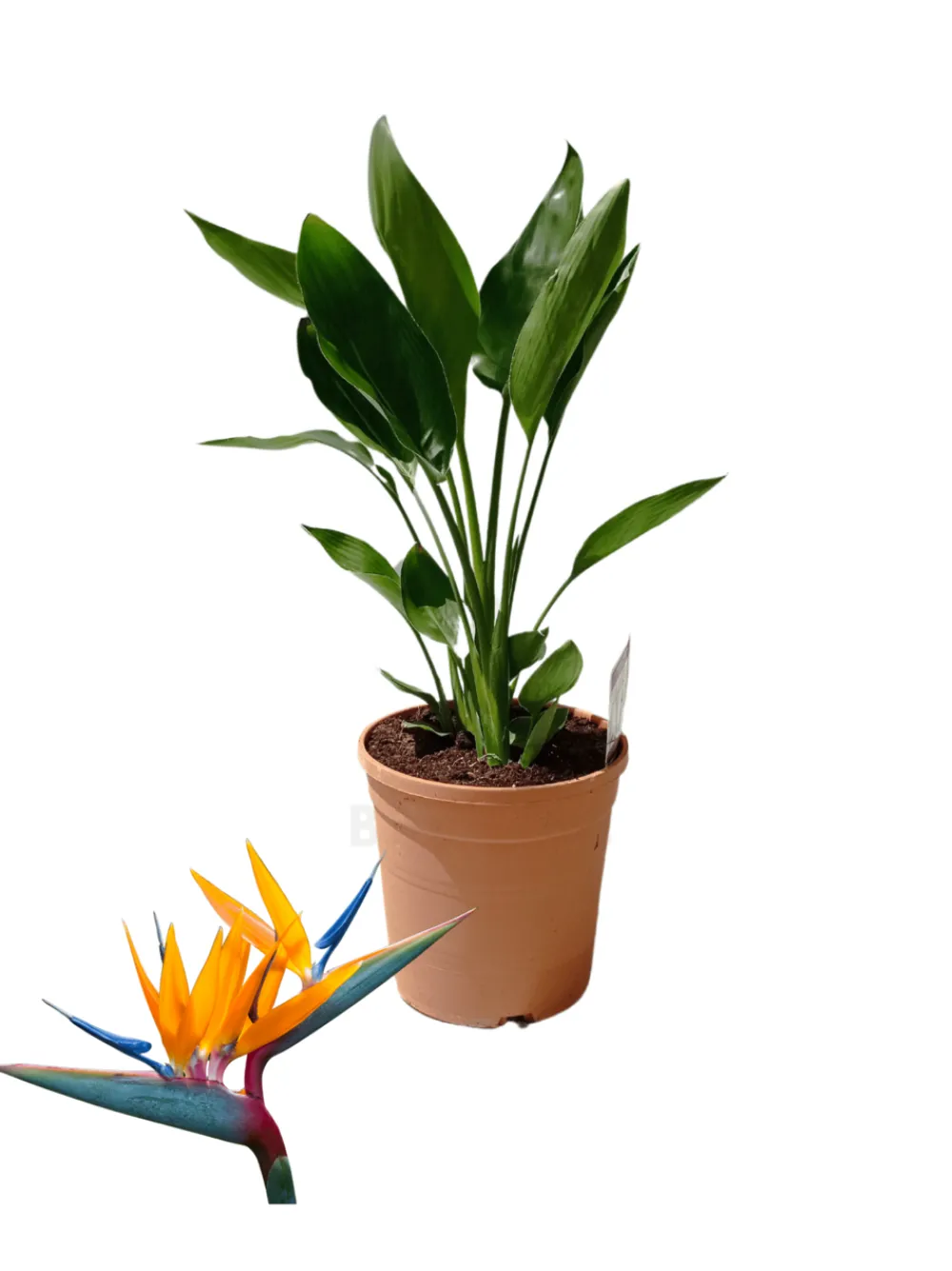 Beija-flores Fleurs De Saison | - Strelitzia reginae - oiseau de paradis h-40/60cm