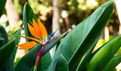 Beija-flores Fleurs De Saison | - Strelitzia reginae - oiseau de paradis h-40/60cm