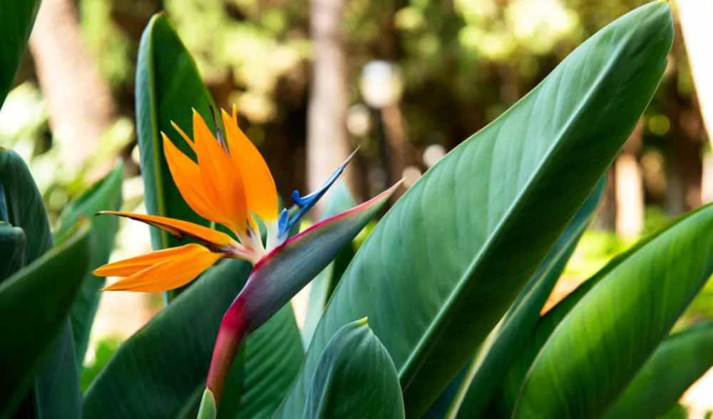 Beija-flores Fleurs De Saison | - Strelitzia reginae - oiseau de paradis h-40/60cm
