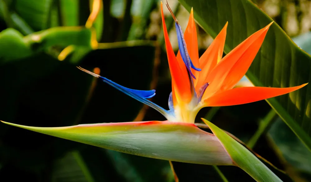 Beija-flores Fleurs De Saison | - Strelitzia reginae - oiseau de paradis h-40/60cm