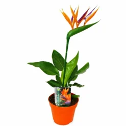 Beija-flores Fleurs De Saison | - Strelitzia reginae - oiseau de paradis h-40/60cm