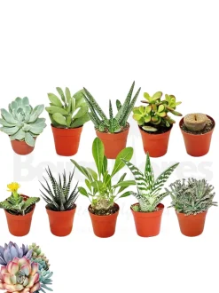 beija-flores Cactus Et Plantes Grasses | - Succulentes mélange de 10 pots h-7/15cm