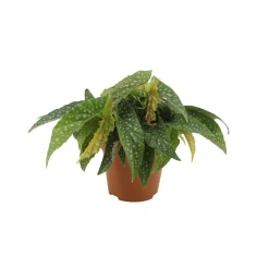 NA Plantes Fleuries | Bégonia Maculata double : Pot D.12cm