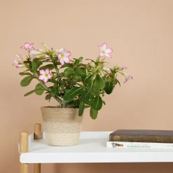 Bloomique - Adenium obesum - rose du désert - floraison - plantes d'intérieur - pot 13cm - 25-35cm de haut Discount