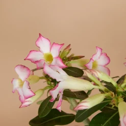 Bloomique - Adenium obesum - rose du désert - floraison - plantes d'intérieur - pot 13cm - 25-35cm de haut Discount