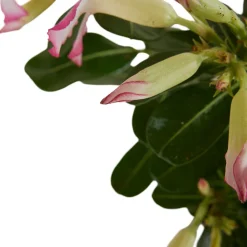 Bloomique - Adenium obesum - rose du désert - floraison - plantes d'intérieur - pot 13cm - 25-35cm de haut Discount