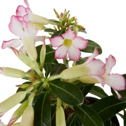Bloomique - Adenium obesum - rose du désert - floraison - plantes d'intérieur - pot 13cm - 25-35cm de haut Discount