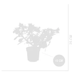 Bloomique - Adenium obesum - rose du désert - floraison - plantes d'intérieur - pot 13cm - 25-35cm de haut Discount