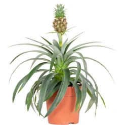 Bloomique Plantes Fleuries | - Ananas mi amigo - plante ananas - plante anti-ronflement - 30-40 cm de haut - pot 12 cm