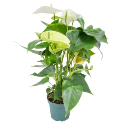 Bloomique - Anthurium - plante flamant rose - blanc - plante d’intérieur - 30-40 cm de haut - pot 12 cm Clearance