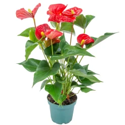 Bloomique Plantes Fleuries | - Anthurium - plante flamant rose - rouge - plante d’intérieur - 30-40 cm de haut - pot 12 cm