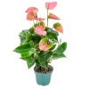 Bloomique Plantes Fleuries | - Anthurium - plante flamant rose - rose - plante d’intérieur - 30-40 cm de haut - pot 12 cm