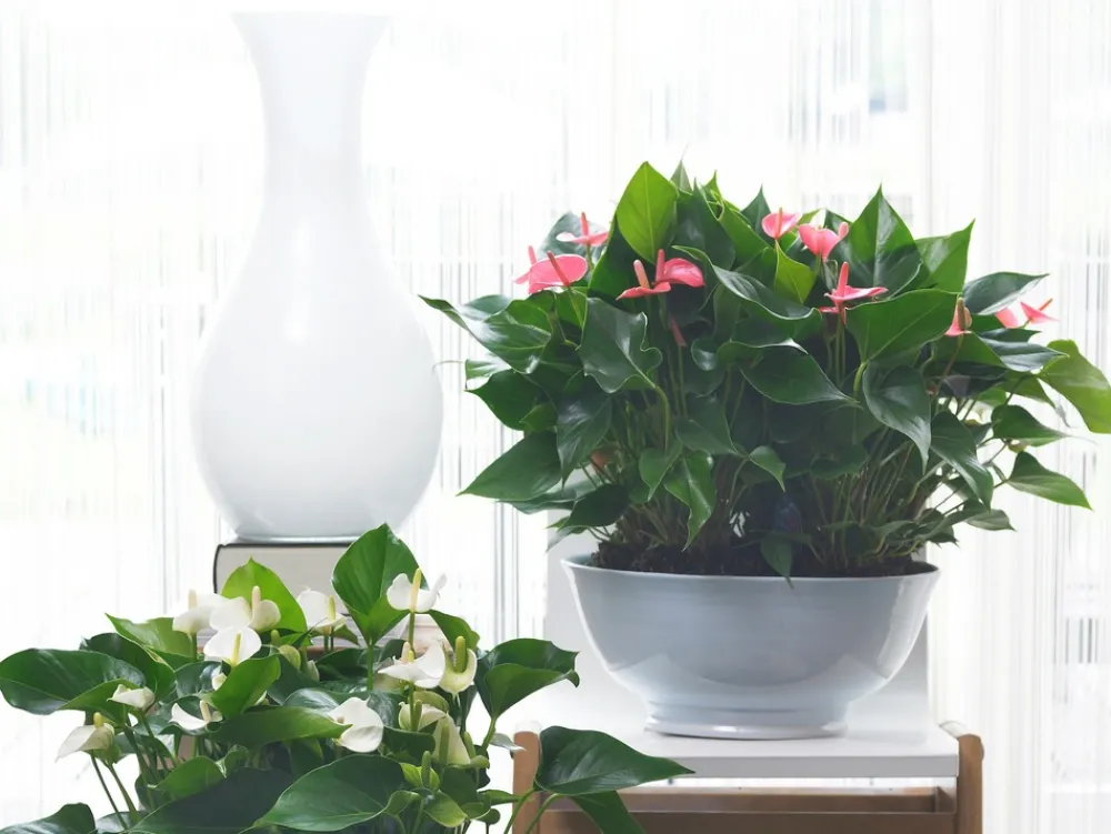 Bloomique Plantes Fleuries | - Anthurium - plante flamant rose - rose - plante d’intérieur - 30-40 cm de haut - pot 12 cm