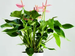 Bloomique Plantes Fleuries | - Anthurium - plante flamant rose - rose - plante d’intérieur - 30-40 cm de haut - pot 12 cm