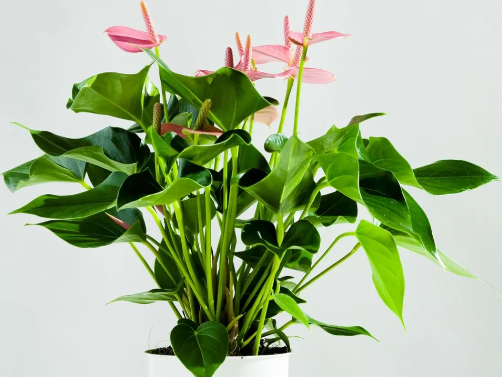 Bloomique Plantes Fleuries | - Anthurium - plante flamant rose - rose - plante d’intérieur - 30-40 cm de haut - pot 12 cm