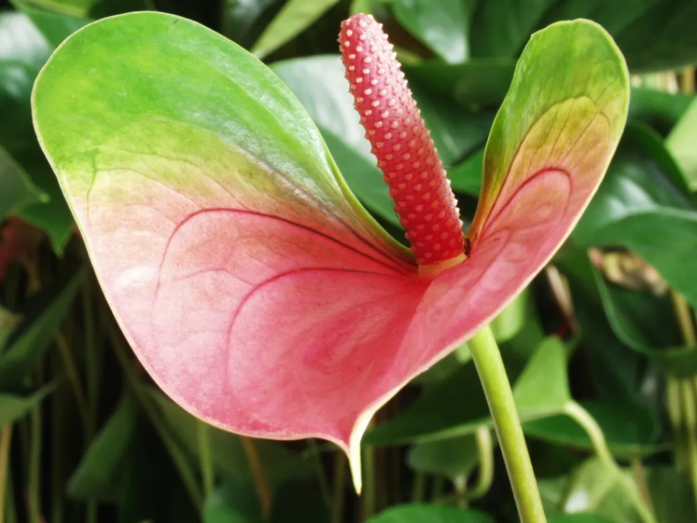 Bloomique Plantes Fleuries | - Anthurium - plante flamant rose - rose - plante d’intérieur - 30-40 cm de haut - pot 12 cm