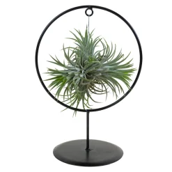 Bloomique - - tillandsia magic ball en anneau - plante aérienne - plante d’intérieur - 30 cm de haut Best