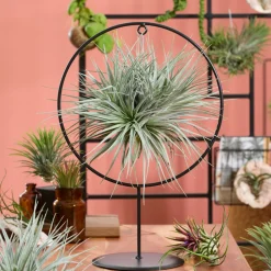 Bloomique - - tillandsia magic ball en anneau - plante aérienne - plante d’intérieur - 30 cm de haut Best