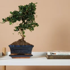 Bloomique - Bonsai carmona - forme s - bonsaï - plantes d'intérieur - hauteur 20-30 cm - 15 cm de large