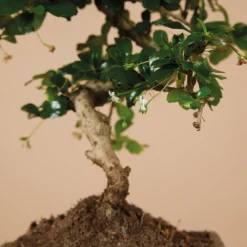 Bloomique - Bonsai carmona - forme s - bonsaï - plantes d'intérieur - hauteur 20-30 cm - 15 cm de large