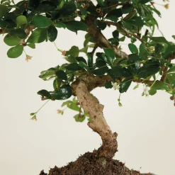 Bloomique - Bonsai carmona - forme s - bonsaï - plantes d'intérieur - hauteur 20-30 cm - 15 cm de large