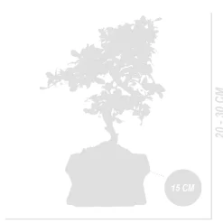 Bloomique - Bonsai carmona - forme s - bonsaï - plantes d'intérieur - hauteur 20-30 cm - 15 cm de large