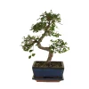 Bloomique - Bonsaï zelkova - forme en s - bonsaï - plantes d'intérieur - hauteur 20-30 cm - 15 cm de large Discount