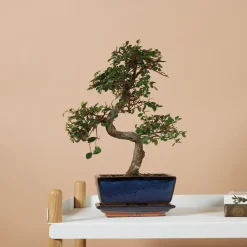 Bloomique - Bonsaï zelkova - forme en s - bonsaï - plantes d'intérieur - hauteur 20-30 cm - 15 cm de large Discount