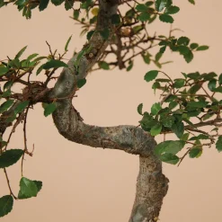 Bloomique - Bonsaï zelkova - forme en s - bonsaï - plantes d'intérieur - hauteur 20-30 cm - 15 cm de large Discount
