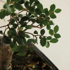 Bloomique - Bonsaï zelkova - forme en s - bonsaï - plantes d'intérieur - hauteur 20-30 cm - 15 cm de large Discount