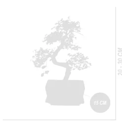 Bloomique - Bonsaï zelkova - forme en s - bonsaï - plantes d'intérieur - hauteur 20-30 cm - 15 cm de large Discount
