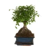 Bloomique Bonsaïs | - Bonsaï zelkova - forme sphère - bonsaï - plantes d'intérieur - hauteur 20-30 cm - 15 cm de large