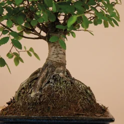 Bloomique Bonsaïs | - Bonsaï zelkova - forme sphère - bonsaï - plantes d'intérieur - hauteur 20-30 cm - 15 cm de large