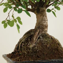 Bloomique Bonsaïs | - Bonsaï zelkova - forme sphère - bonsaï - plantes d'intérieur - hauteur 20-30 cm - 15 cm de large