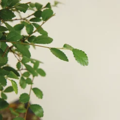 Bloomique Bonsaïs | - Bonsaï zelkova - forme sphère - bonsaï - plantes d'intérieur - hauteur 20-30 cm - 15 cm de large