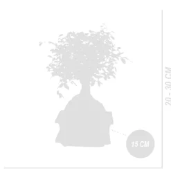 Bloomique Bonsaïs | - Bonsaï zelkova - forme sphère - bonsaï - plantes d'intérieur - hauteur 20-30 cm - 15 cm de large